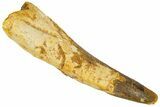 Bargain, Spinosaurus Tooth - Real Dinosaur Tooth #192055-1
